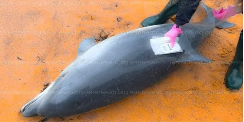 За квітень 2023 року в Чорному морі через росіян загинуло понад сотню дельфінів